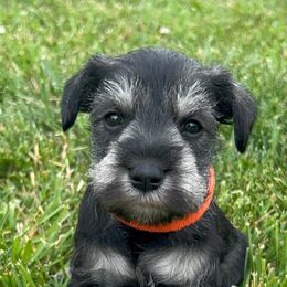 Girl 1 orange collar - Salt and pepper female Miniature Schnauzer puppy in Woodburn, Kentucky from Southern Kentucky Schnauzers