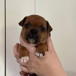 Pink Collar Girl - Red and white female Staffordshire Bull Terrier puppy in Scappoose, Oregon from Stumptown Staffordshire Bull Terriers