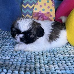 Trevor - Sable and white Shih Tzu puppy in Bradley, South Carolina from Katie’s Kennel