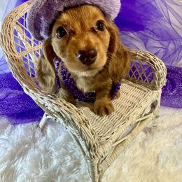 Poppy Sue  silky long coat - Dapple female Dachshund puppy in Polo, Missouri from Blue Tails Farm