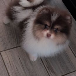 Australian Shepherd and Pomeranian Puppies from Sandy Aussies & Pomeranians