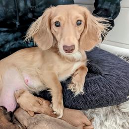 Lucy - Dachshund