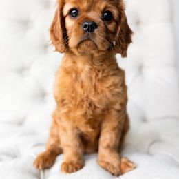 Cavalier King Charles Spaniel Puppies from Heirloom Cavaliers