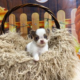 Tyson - Blue and white male Chihuahua puppy in Gloucester, Virginia from Charlotte's Web of Chihuahuas