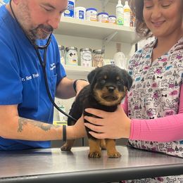 Male 4 - Orange - Black and mahogany male Rottweiler puppy in Zebulon, North Carolina from Vom Arnold-Hause Rottweilers