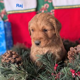 Raj - Dark golden male Golden Retriever puppy in Parker, Colorado from Legacy Ranch Golden Retrievers