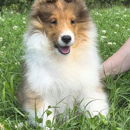 Stetson - Sable and white male Shetland Sheepdog puppy in Seminole, Oklahoma from Symphony Shelties