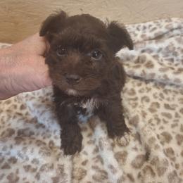 Kyra - Liver female Miniature Schnauzer puppy in Warrenville, South Carolina from All Paws Pet Resort