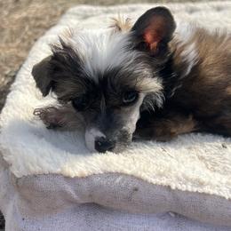 Oliver - Sable male Chinese Crested puppy in Springfield, Oregon from Rose’s Chinese Cresteds