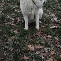 Radar - Great Pyrenees