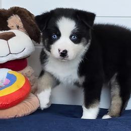 Jesko - Black tri male Miniature Australian Shepherd puppy in Ellsinore, Missouri from Shebang Aussies