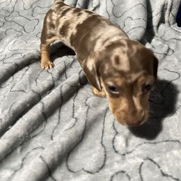 Dachshund Puppies from GypsyDox
