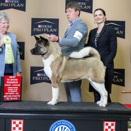 GCHS. Portia - Akita
