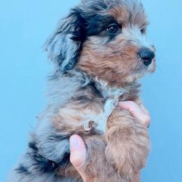 Asher - Blue merle male Aussiedoodle puppy in Orland, California from Shockley’s Elite Doodles