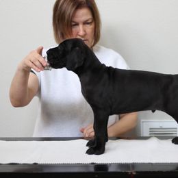 Great Dane Puppies from Velocity Great Danes