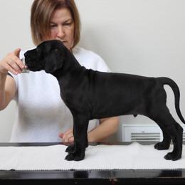 Great Dane Puppies from Velocity Great Danes