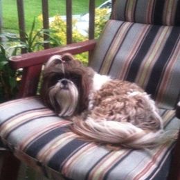 Shih Tzus from Chris-Jens Kennels