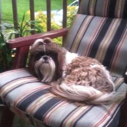 Shih Tzus from Chris-Jens Kennels