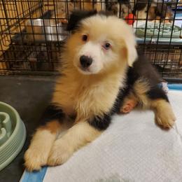 Honey - Black tri-color female Australian Shepherd puppy in Rossville, Tennessee from GoodSprings Aussies