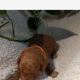 Goldendoodle Puppies from PurdyDoodles