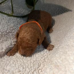 Goldendoodle Puppies from PurdyDoodles