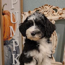 Hamm - Black and white male Sheepadoodle puppy in Ashton, Idaho from Kerr Kanine Ranch