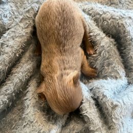 Chihuahua Puppies from Hawk's Eye Homestead