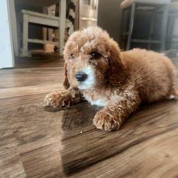 Goldendoodle Puppies from KK's Doodle Bunch