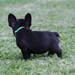Mint Collar - Black female French Bulldog puppy in Tyler, Texas from Texas Top Notch Frechies