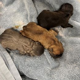 French Bulldog puppies from Dayna’s Cajun Frenchies