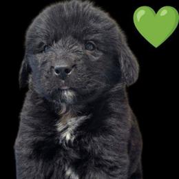Black Newfoundland Male Green Collar - Black male Newfoundland puppy in Burfordville, Missouri from Umfleet Farms