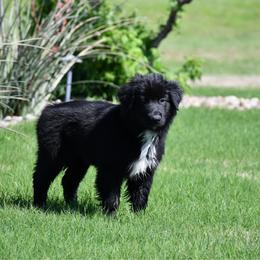 Spruce - Black & white male Australian Shepherd puppy in Stephenville, Texas from Rockin B Australian Shepherds