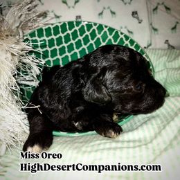 Aussiedoodle, Poodle, and Toy Australian Shepherd Puppies from High Desert Companions