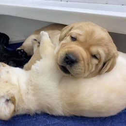 Labrador Retriever Puppies from Blue Sky Labradors