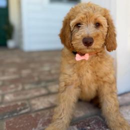 Hot pink - Apricot female Goldendoodle puppy in Shingle Springs, California from California Double Doodles
