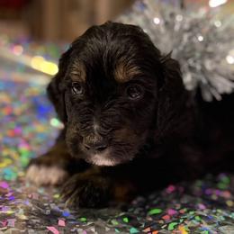 Snickers - Tri-color male Bernedoodle puppy in Monument, Colorado from Colorado Dreamin Doodles