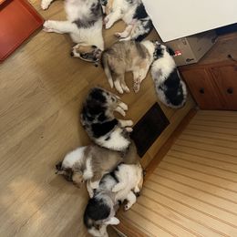Collie Puppies from Stacey's Collies