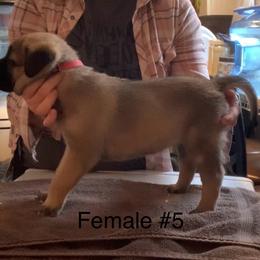 Female 5 - Fawn female Anatolian Shepherd Dog puppy in Daggett, Michigan from T&S Anatolians