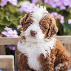 Aussiedoodle, Australian Mountain Doodle, Bernedoodle, and Labradoodle Puppies from Doodles & Co