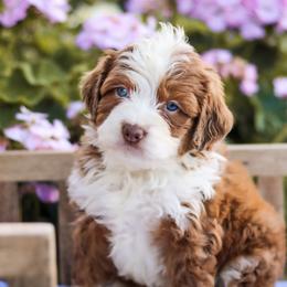 Aussiedoodle, Australian Mountain Doodle, Bernedoodle, and Labradoodle Puppies from Doodles & Co
