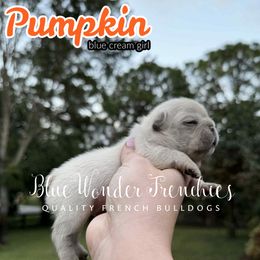 Pumpkin - Cream female French Bulldog puppy in Loxahatchee, Florida from Blue Wonder Frenchies