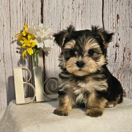 Murphy - Black & tan tri-color male Morkie puppy in Monticello, Iowa from Ashley’s Puppies