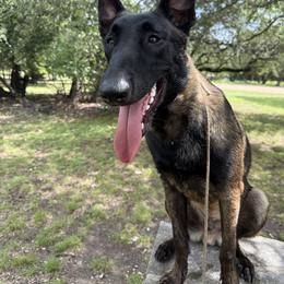 Belgian Malinois puppies from Childress Creek Kennels