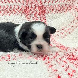 Black and White Male - Black and white male Shih Tzu puppy in Waynetown, Indiana from Swaying Sycamore Farm
