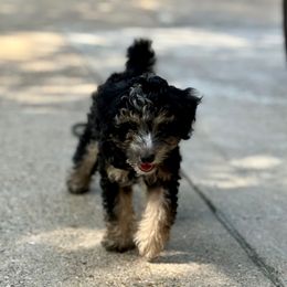 RARE Asher (The Show Stopper Black Merle Phantom) - Merle male Goldendoodle puppy in Forney, Texas from Diamond Doodle Pups and Poodles