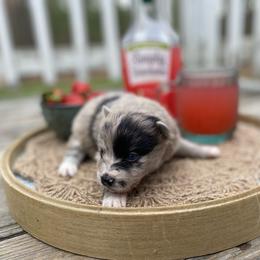 Croissant - Merle male Pomsky puppy in Sanbornton, New Hampshire from Kristie’s Husky Haven