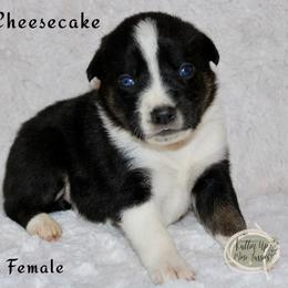 Cheesecake - Black tri Miniature Australian Shepherd puppy in Paris, Texas from Kuttin’ Up Mini Aussies