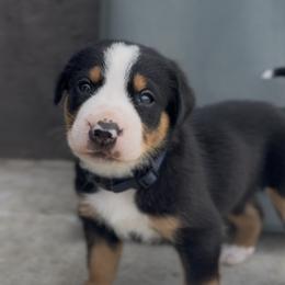 Navy girl - Black, white and red female Greater Swiss Mountain Dog puppy in Woodland, Washington from Woodland Swissie’s