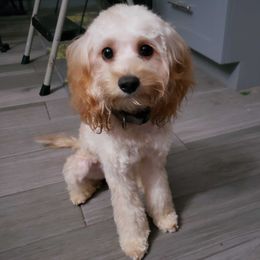Butterscotch - Cockapoo