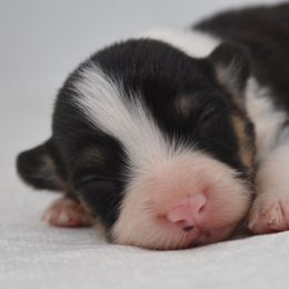 Rune - Black and tan male Pembroke Welsh Corgi puppy in San Antonio, Texas from Moxxi's Legacy Corgis